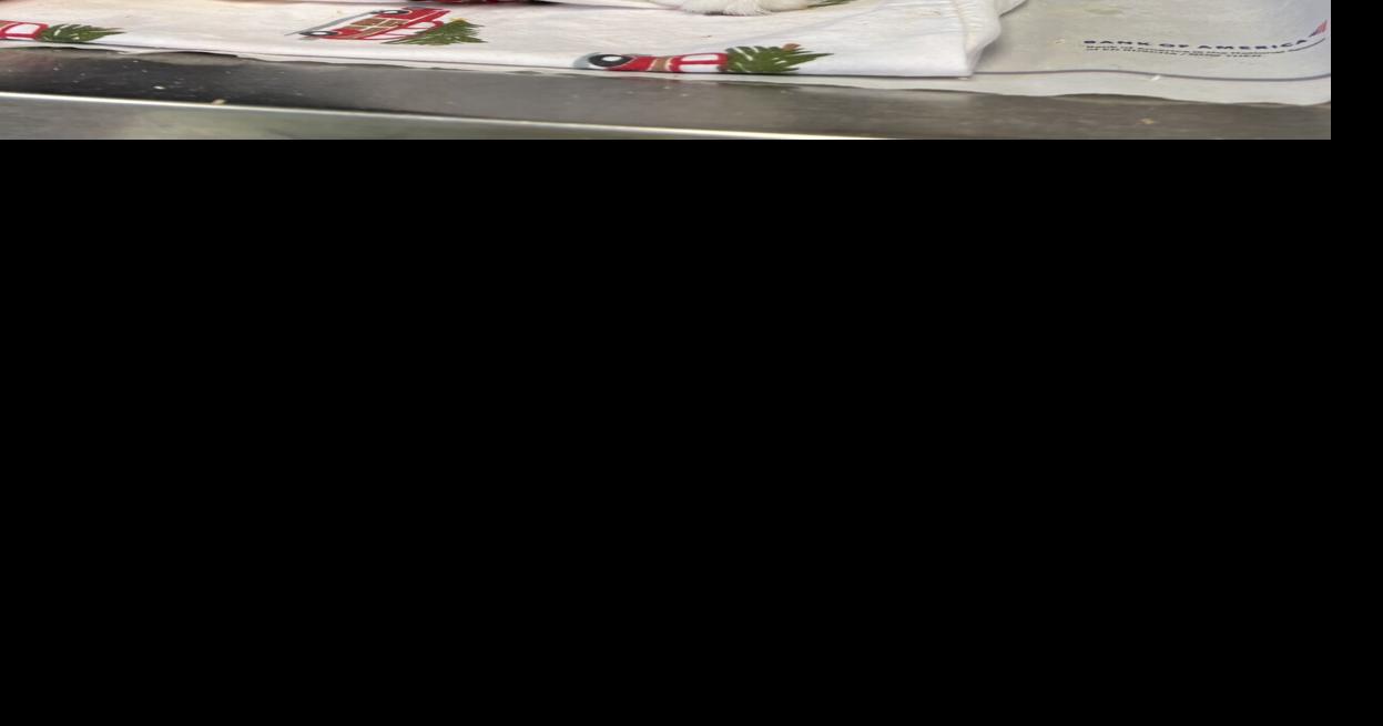 PSPCA rescues 92 cats in 'filthy' conditions from Lancaster County