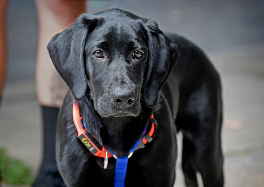 Pet of the week: Adopt Midnight, a 5-month-old female black lab | Local ...