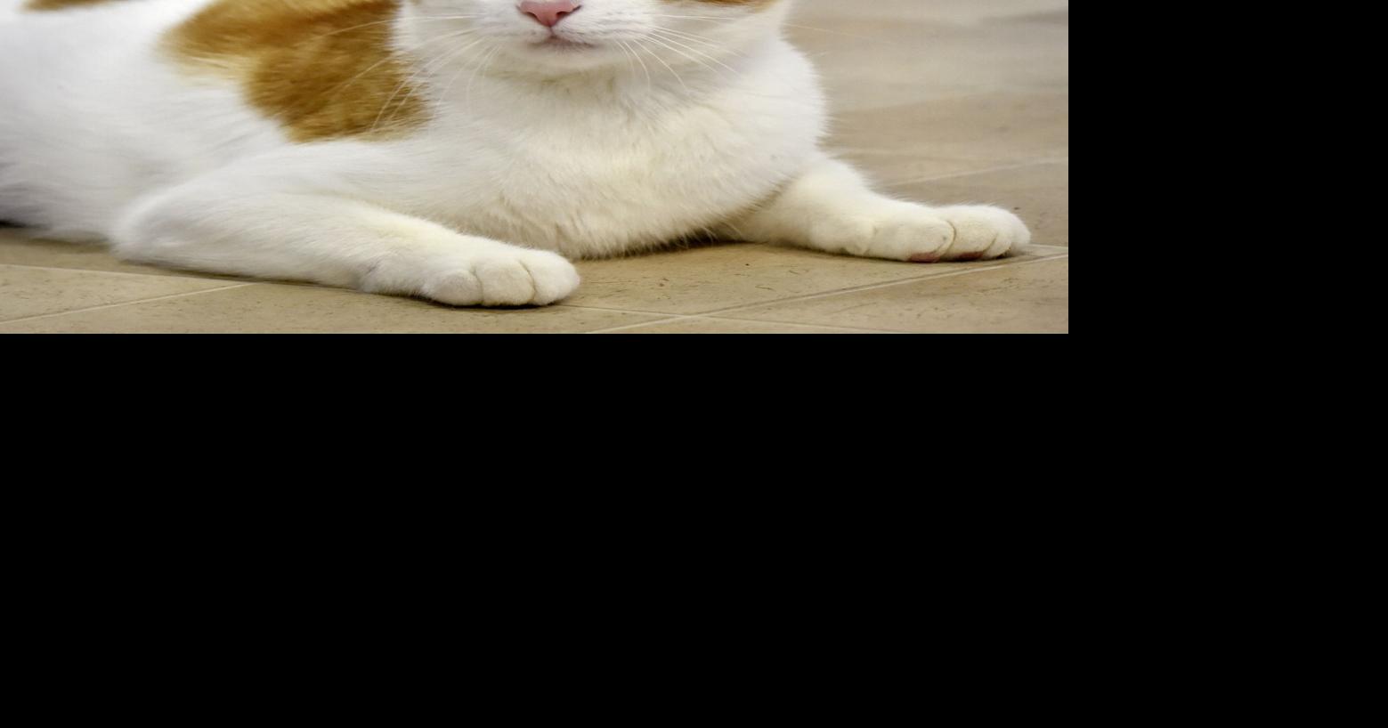 Adopt Molly, an outside stray cat who loves the attention of humans