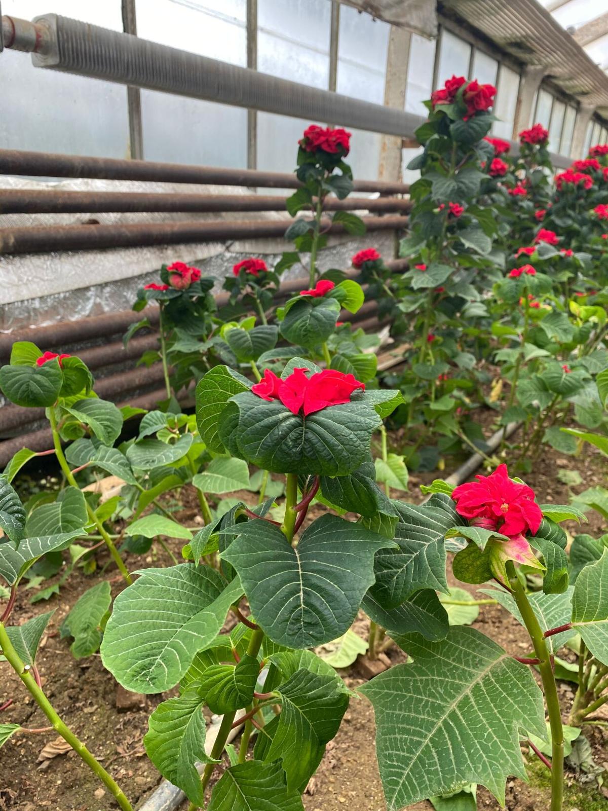 Hendricks poinsettia