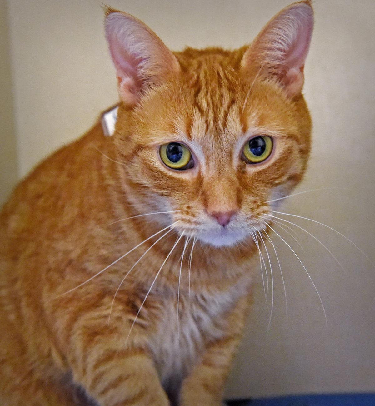 Pet Of The Week Adopt Jax A 5 Year Old Domestic Short Hair