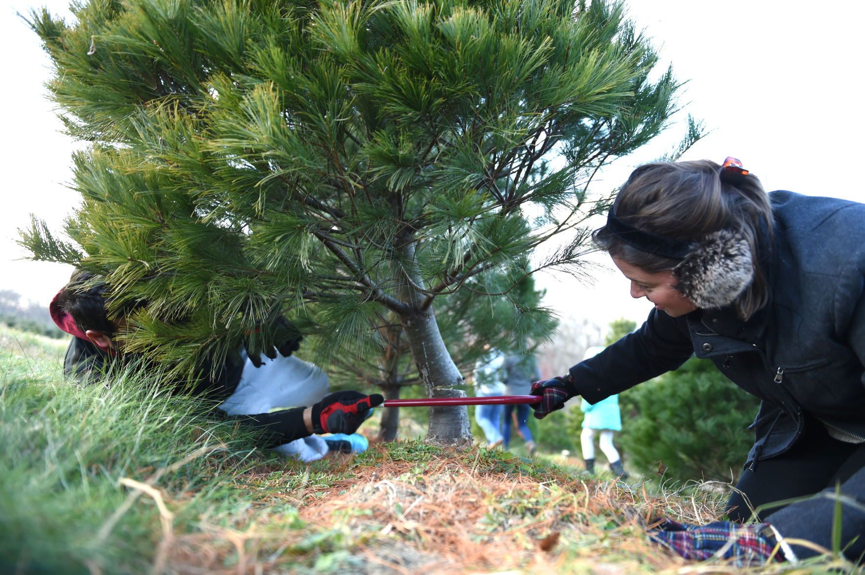 Cut your own christmas deals tree farm near me