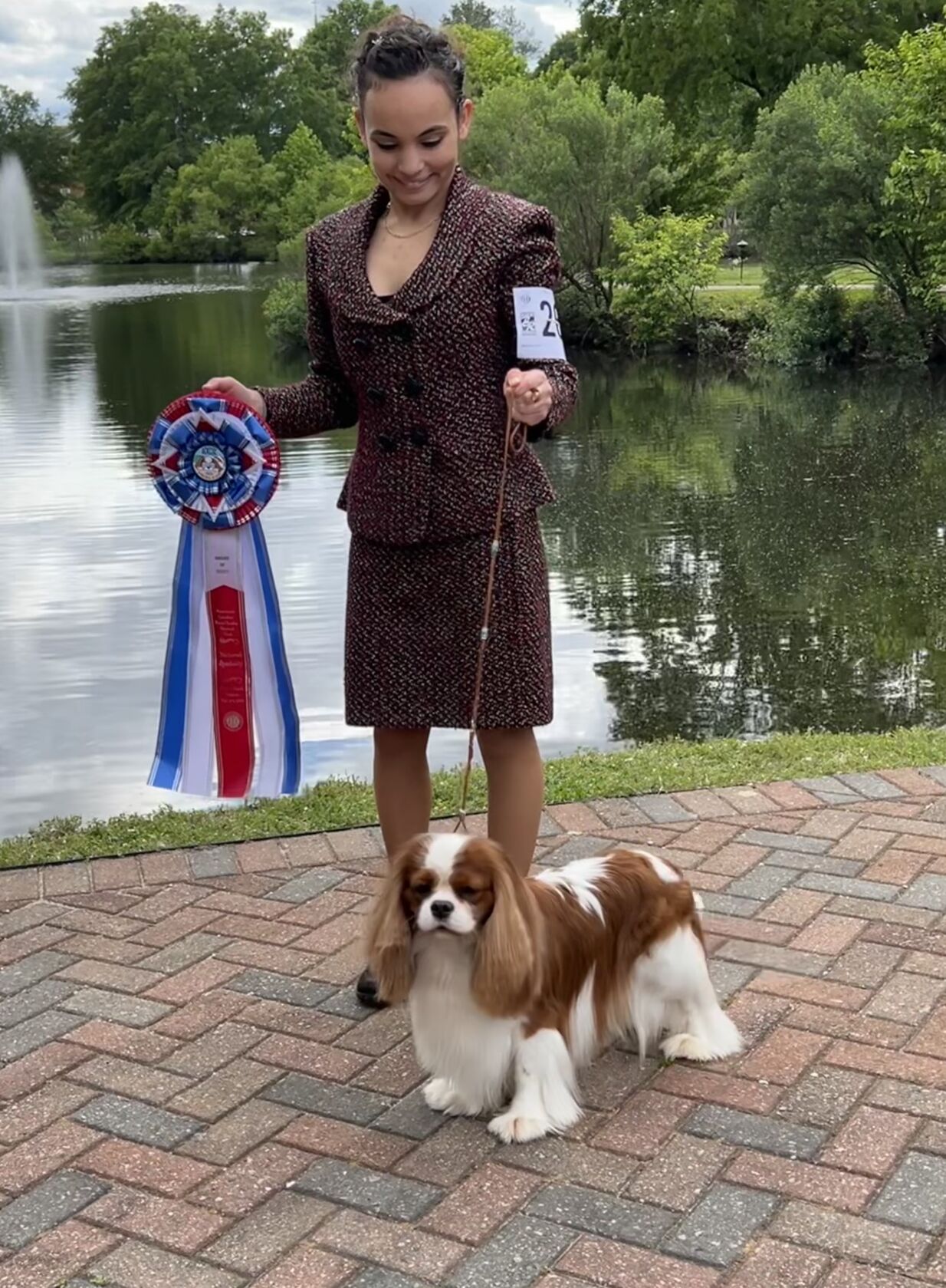 Cavalier king charles spaniel hot sale westminster