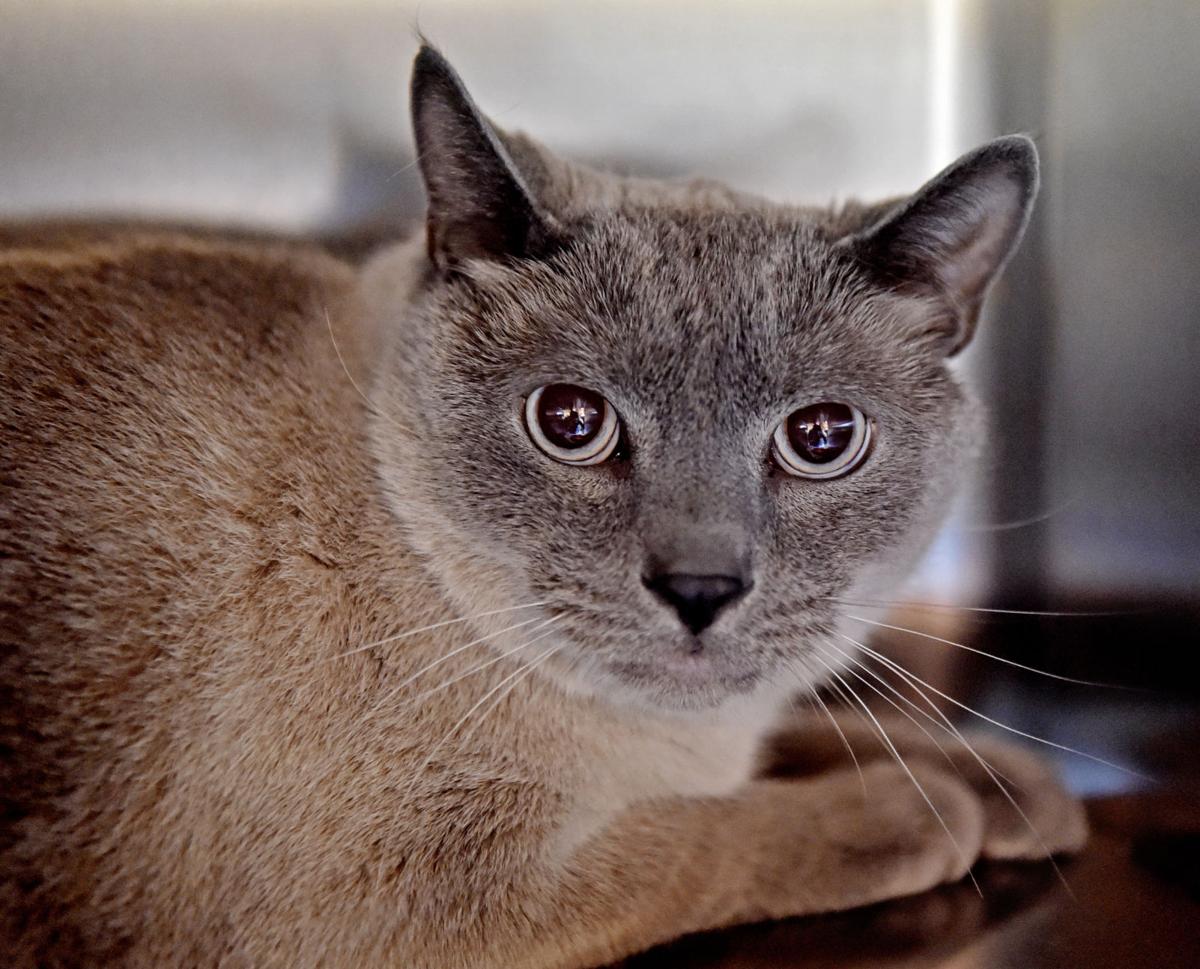 Pet Of The Week Max A 5 Year Old Siamese Cat Is Available For