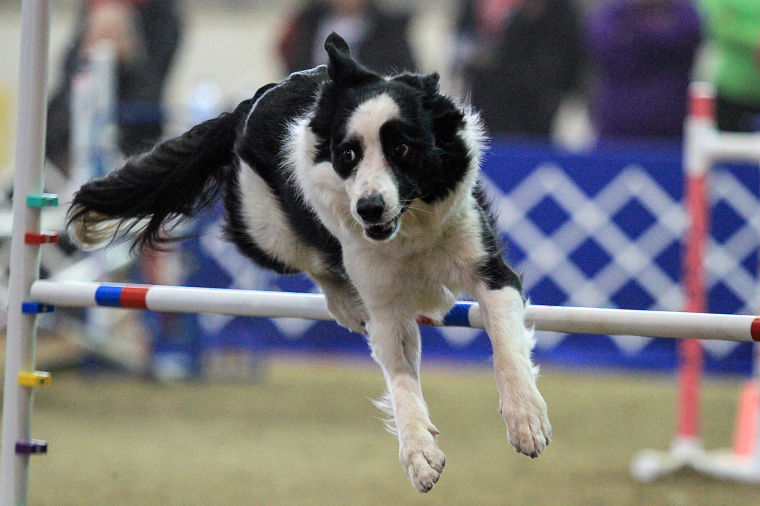 American Kennel Club 2014 National Agility Championships