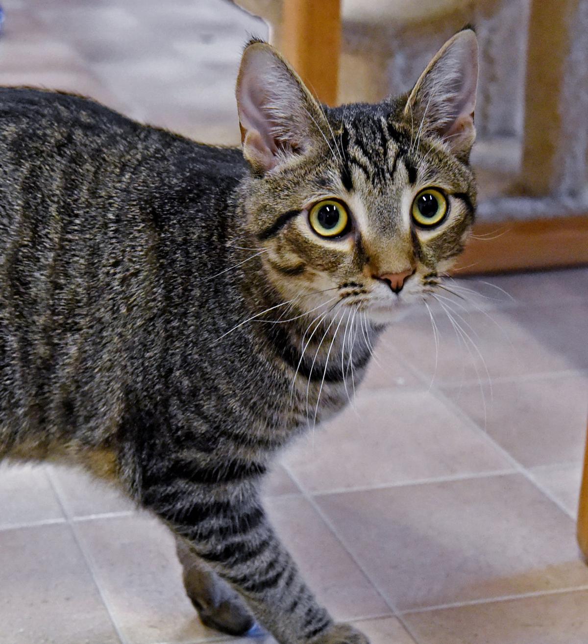 Pet Of The Week Adopt Joe A Domestic Shorthair Kitten Local News Lancasteronline Com