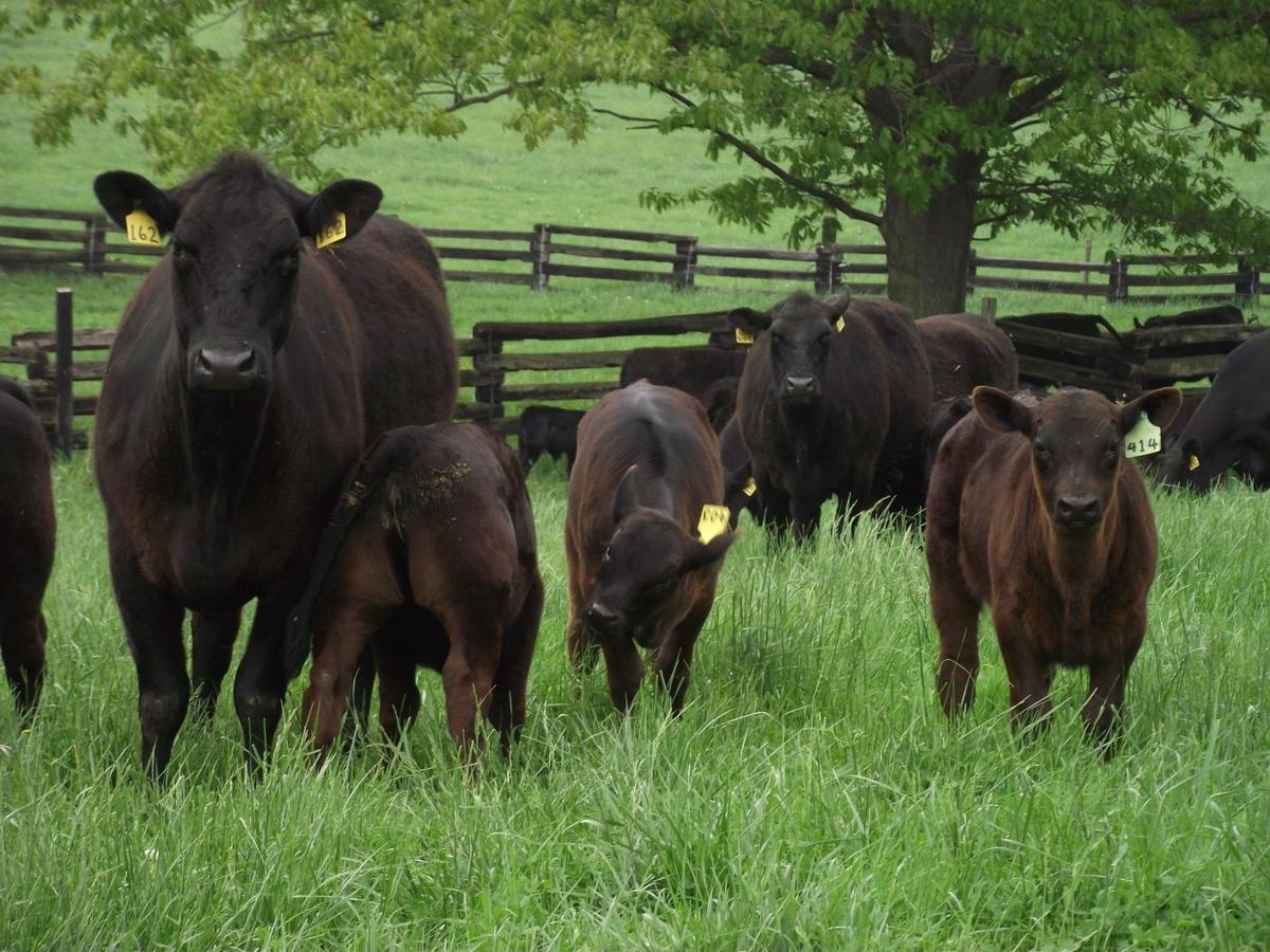 Beef Cow Farming