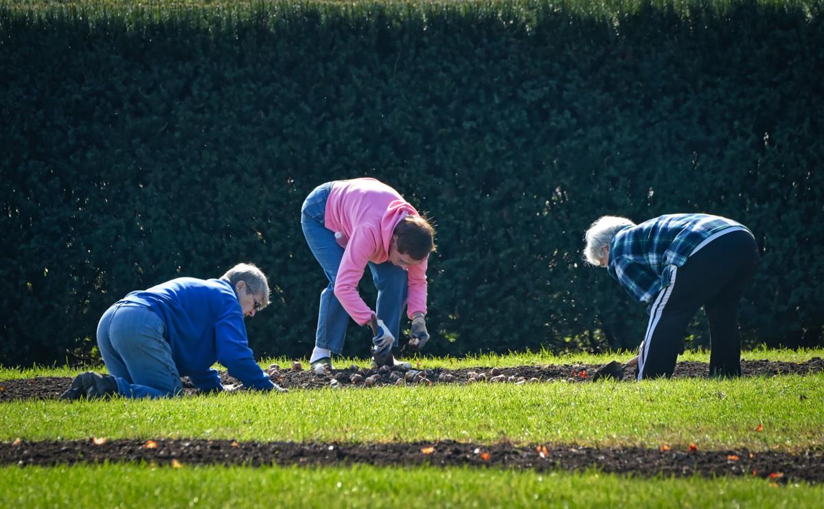 When Will The 28 900 Tulips At Hershey Gardens Bloom Photos