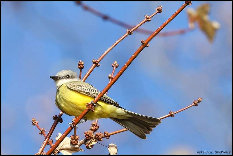 Rare Tropical Kingbird Creating A Birdwatching Sensation In Southern ...