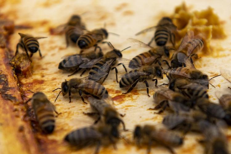'They accept me' Meet 7yearold beekeeper from Lancaster County whose
