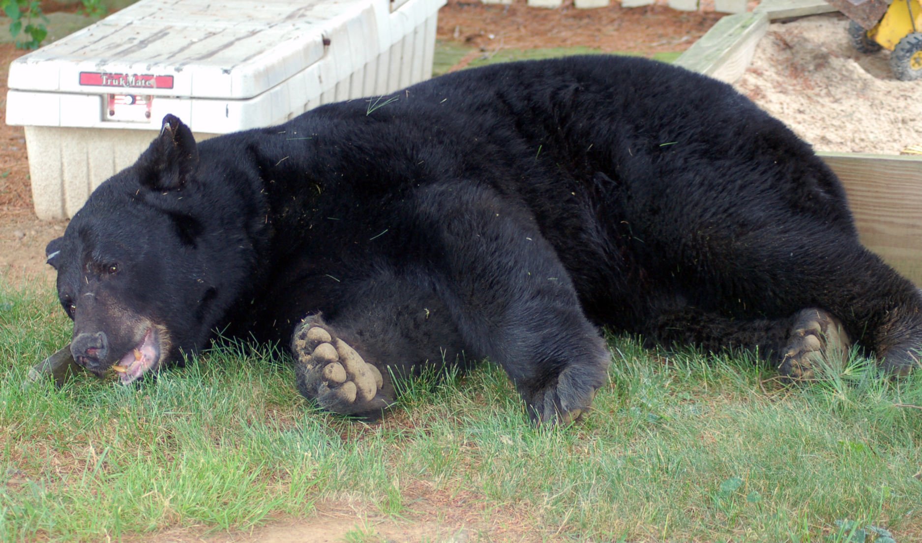 550-pound Black Bear, Largest Ever Recorded In Lancaster County ...