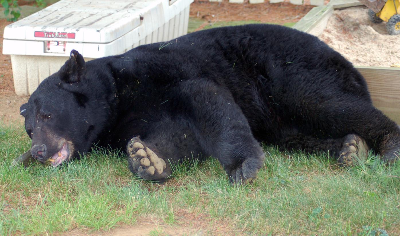 550pound black bear, largest ever recorded in Lancaster County