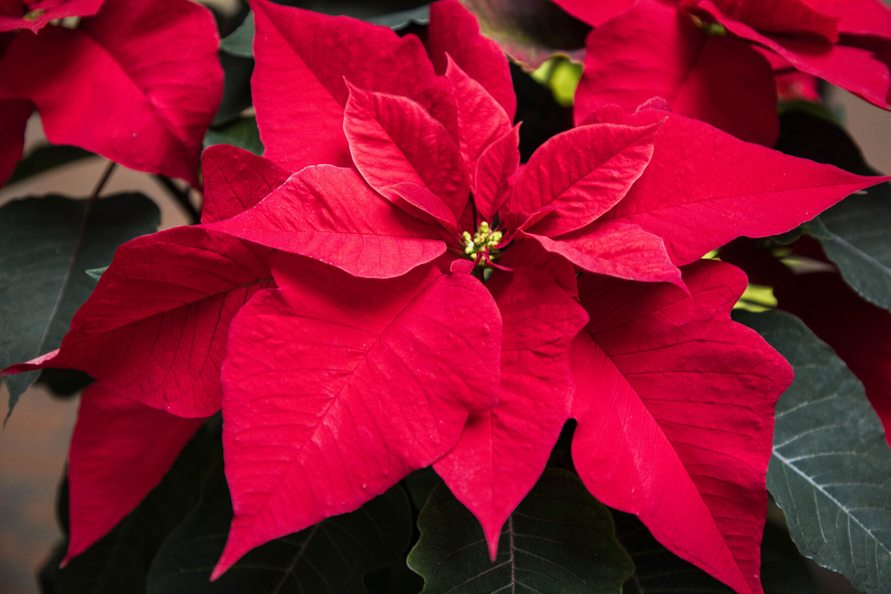 Here Are Some Botany Lessons You Can Learn From Poinsettias [Master ...