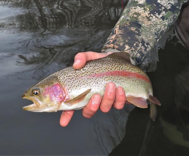 County waters teeming with trout for season opener [column], Outdoors