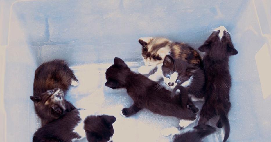 Woman Avoids Charges After Abandoning 7 Kittens Outside Pet Pantry Of Lancaster County Local News Lancasteronline Com Woman Avoids Charges After Abandoning 7 Kittens Outside Pet Pantry Of Lancaster County Local News Lancasteronline Com
