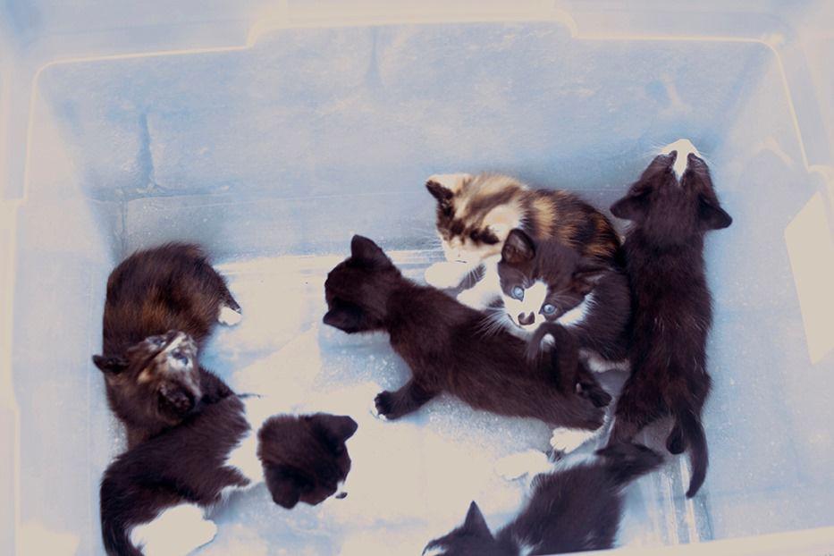 Woman Avoids Charges After Abandoning 7 Kittens Outside Pet Pantry