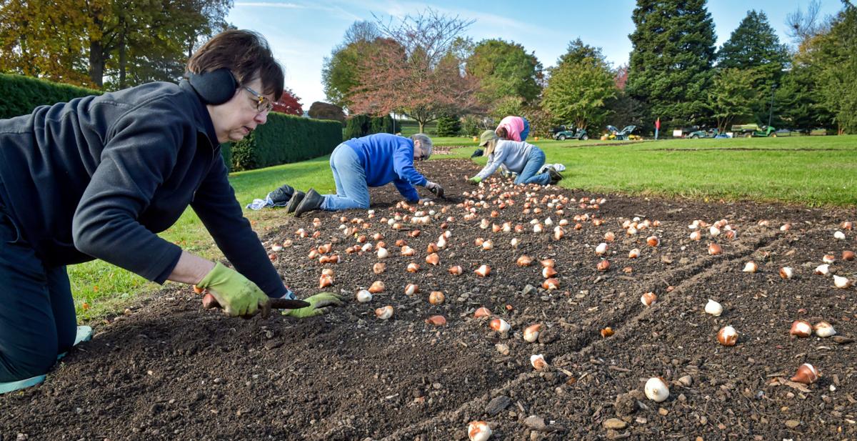 When Will The 28 900 Tulips At Hershey Gardens Bloom Photos