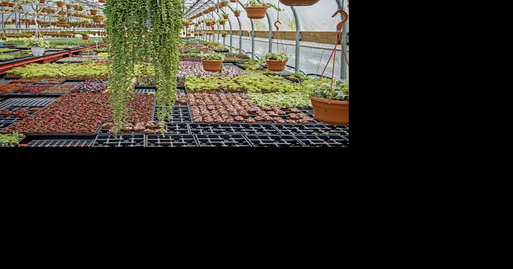 Tour 4 Lancaster County greenhouses growing houseplants, flowers and