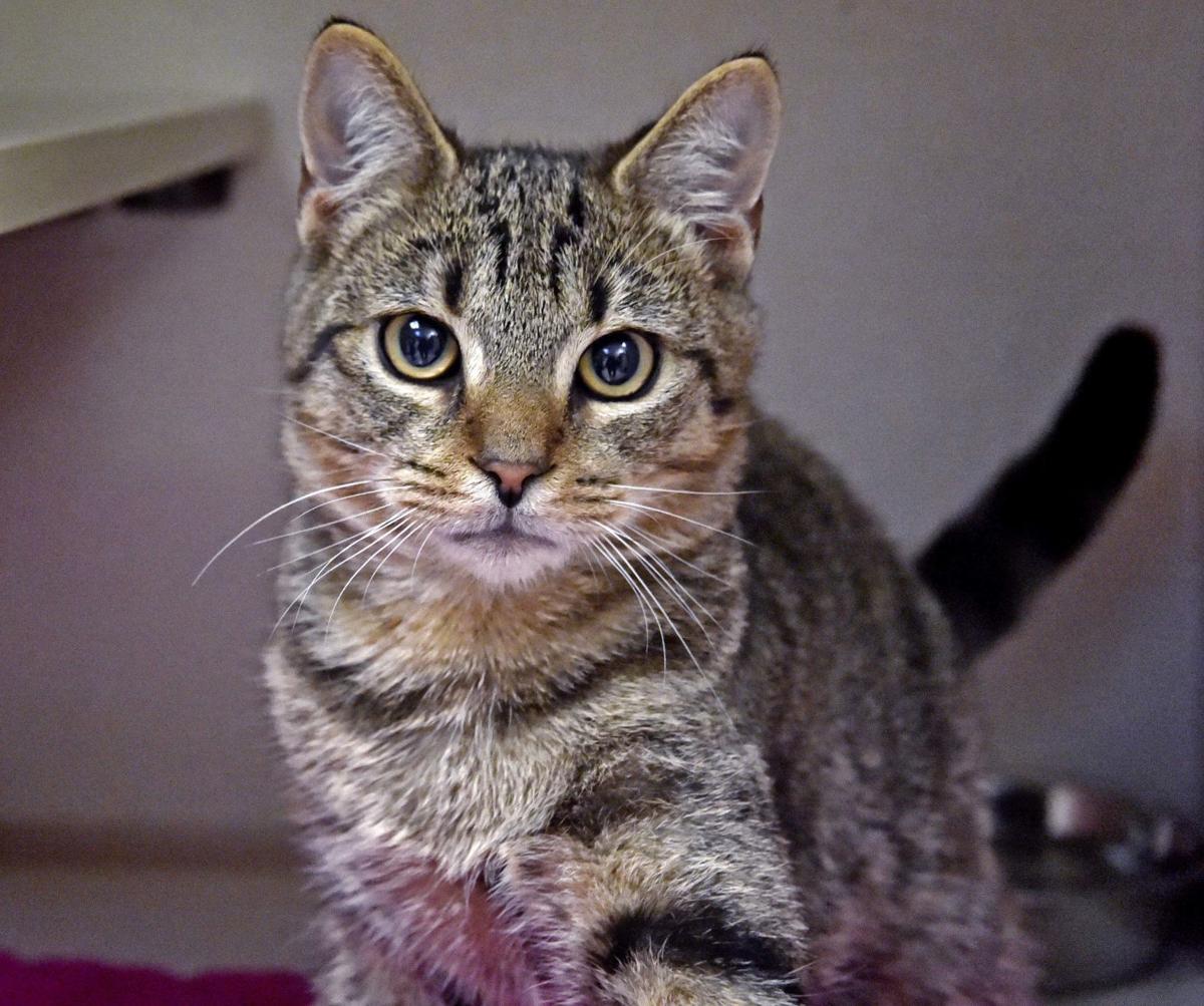 Pet of the week: Adopt Cranberry, a 4-month-old domestic shorthair kitten | Local News | lancasteronline.com Pet of the week: Adopt Cranberry, a 4-month-old domestic shorthair kitten | Local News | lancasteronline.com
