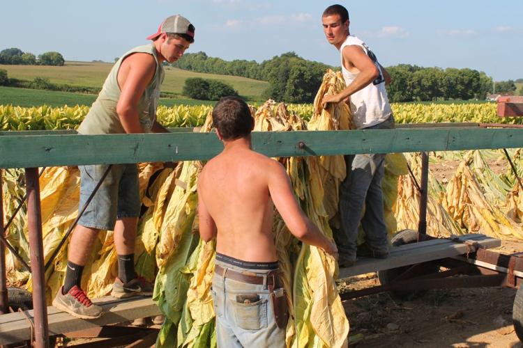 tobacco making Cigarette becomes art project Balkan Smoke: Tobacco and the