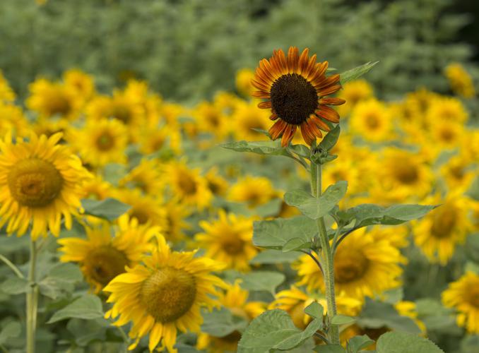 Wheatland Community Sunflower Garden [photos]