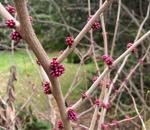 Plant these native trees for beauty, shade and other benefits