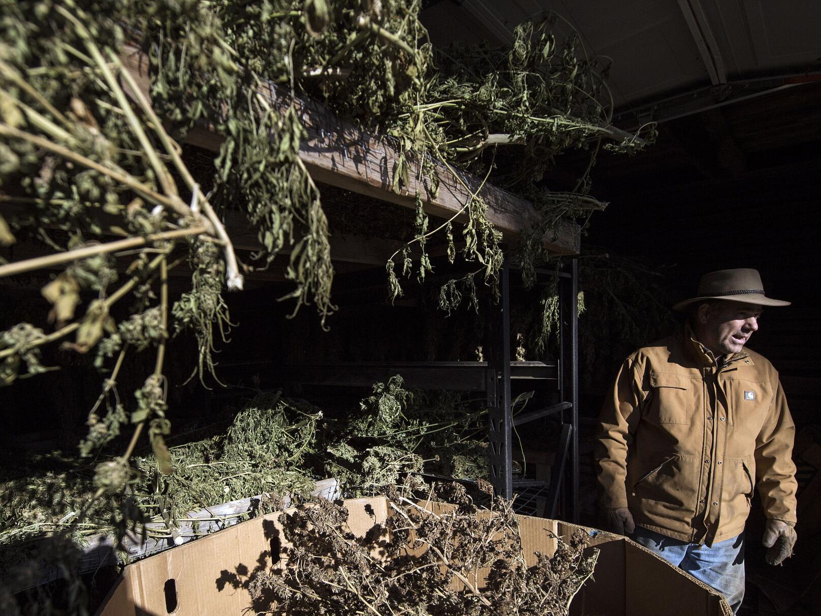 'It's maddening': Lancaster County hemp growers critical of rule that can deem crops illegal | Local News - Vimarsana News