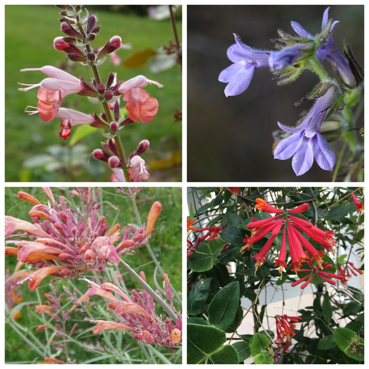 18 great plants for hummingbirds Food + Living