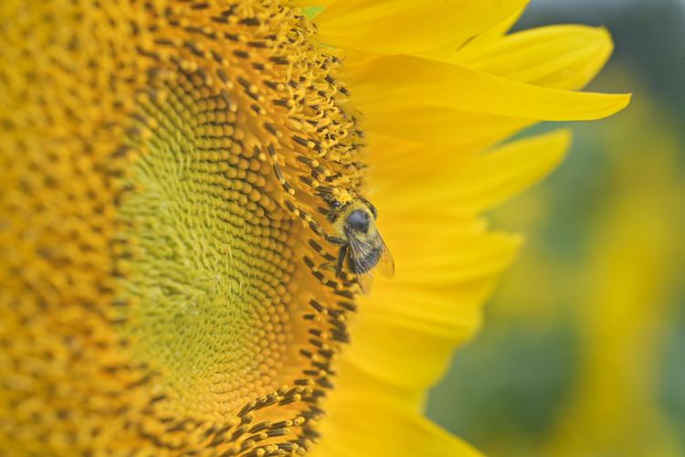 September Farm Cheese sunflowers photos lancasteronline com