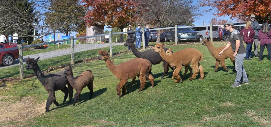 Eastland Alpacas holds open house at Mount Joy farm [photos
