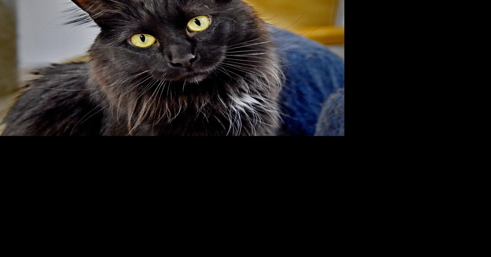 Eva, a domestic longhair cat, is available at a discounted adoption