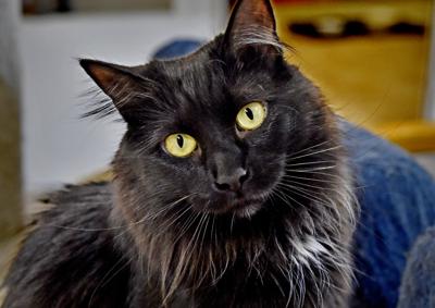 Eva A Domestic Long Hair Cat Is Available At A Discounted
