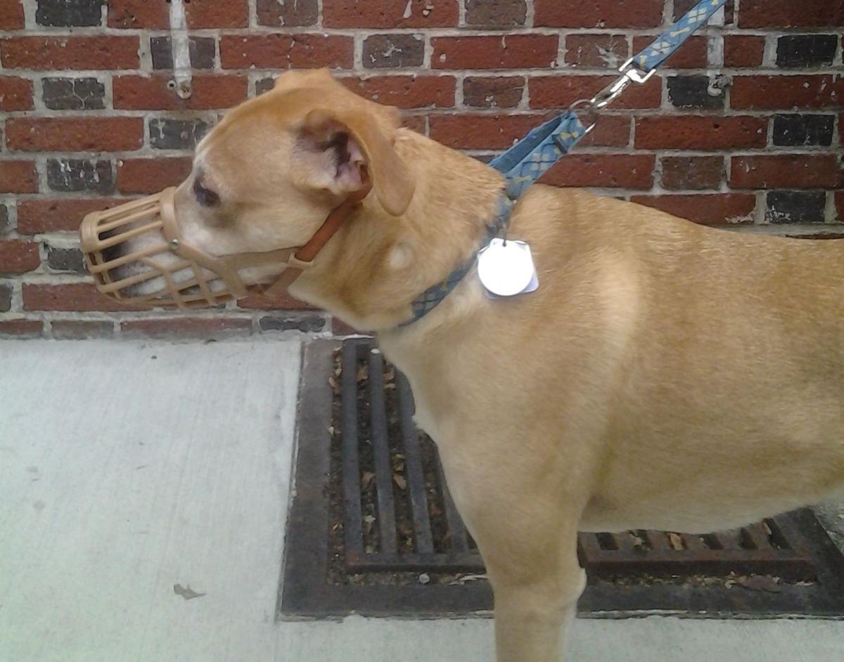 Mapping The Data Pennsylvania Tracks Dangerous Dogs Including