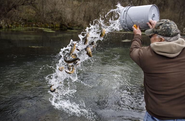Does tossing trout from a bucket while stocking the fish in a
