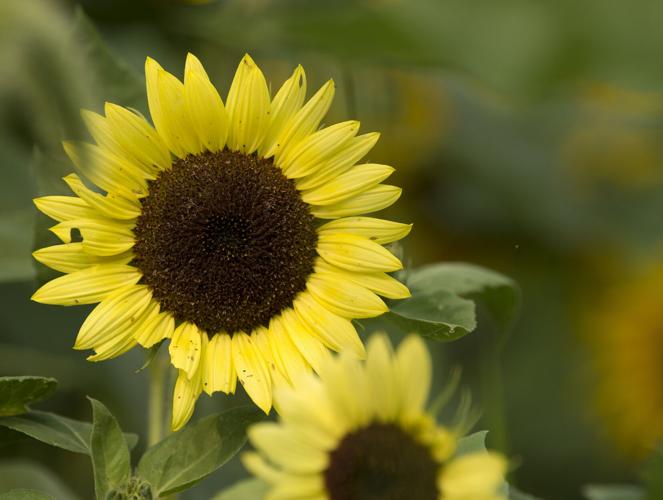 Wheatland Community Sunflower Garden [photos]