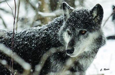 Hacc Wolves Face to face with wolves at new HACC Lancaster exhibit | Entertainment ...