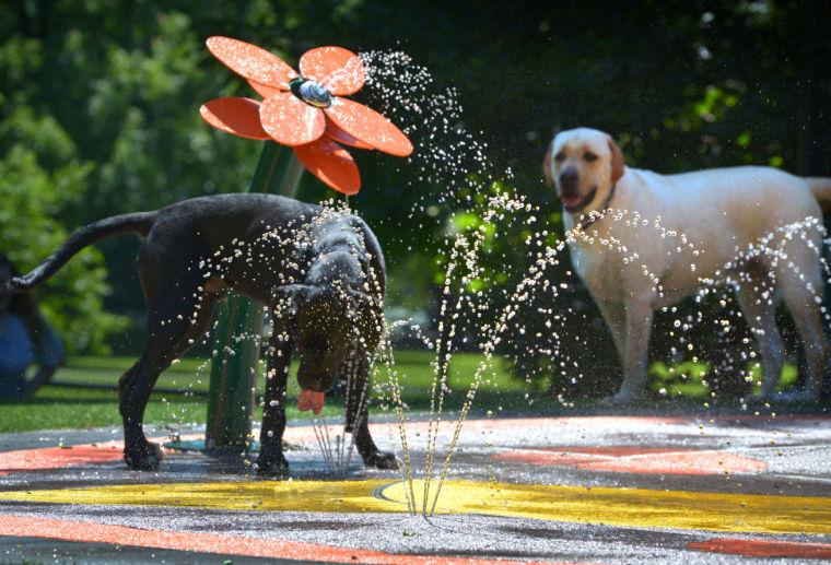 Lancaster Dog Park Tops List Of 10 Best Amazing Dog Parks In Us Local News Lancasteronline Com