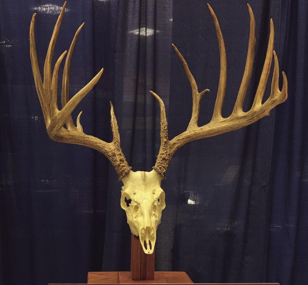 A 60yearold buck is the new PA record typical whitetail Outdoors