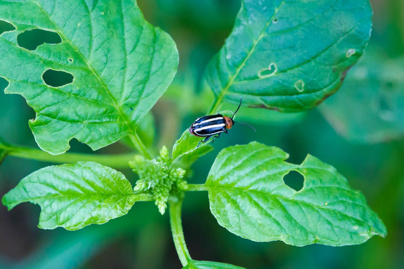 4 common garden pests found in Lancaster County and how to ...