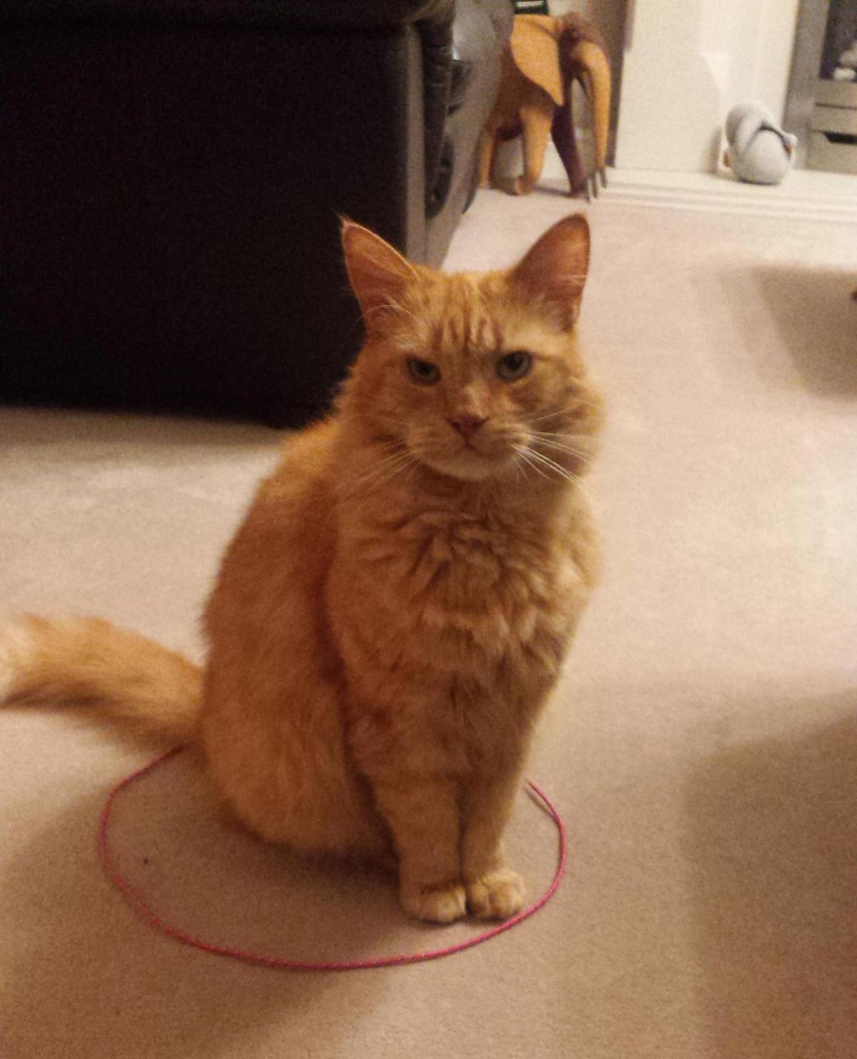 Cats in circles Does meme live up to the hype? Food