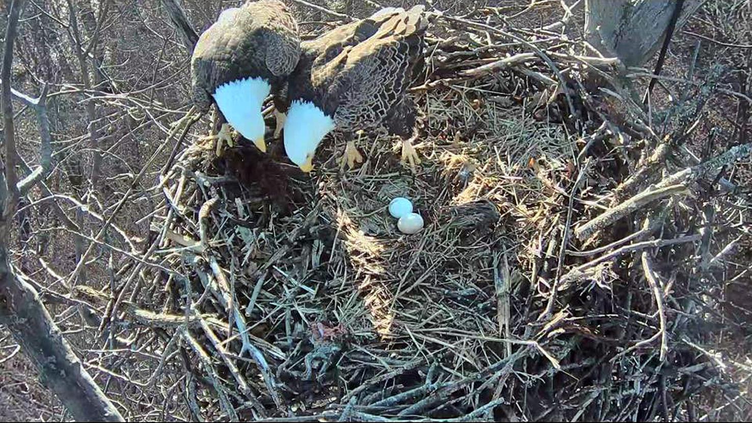 Here's when the 2019 Hanover Bald Eagle nest camera will go live