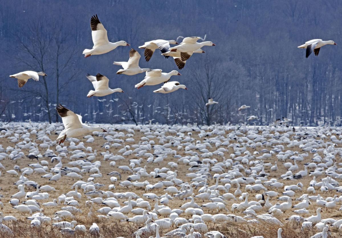 Middle creek snow geese