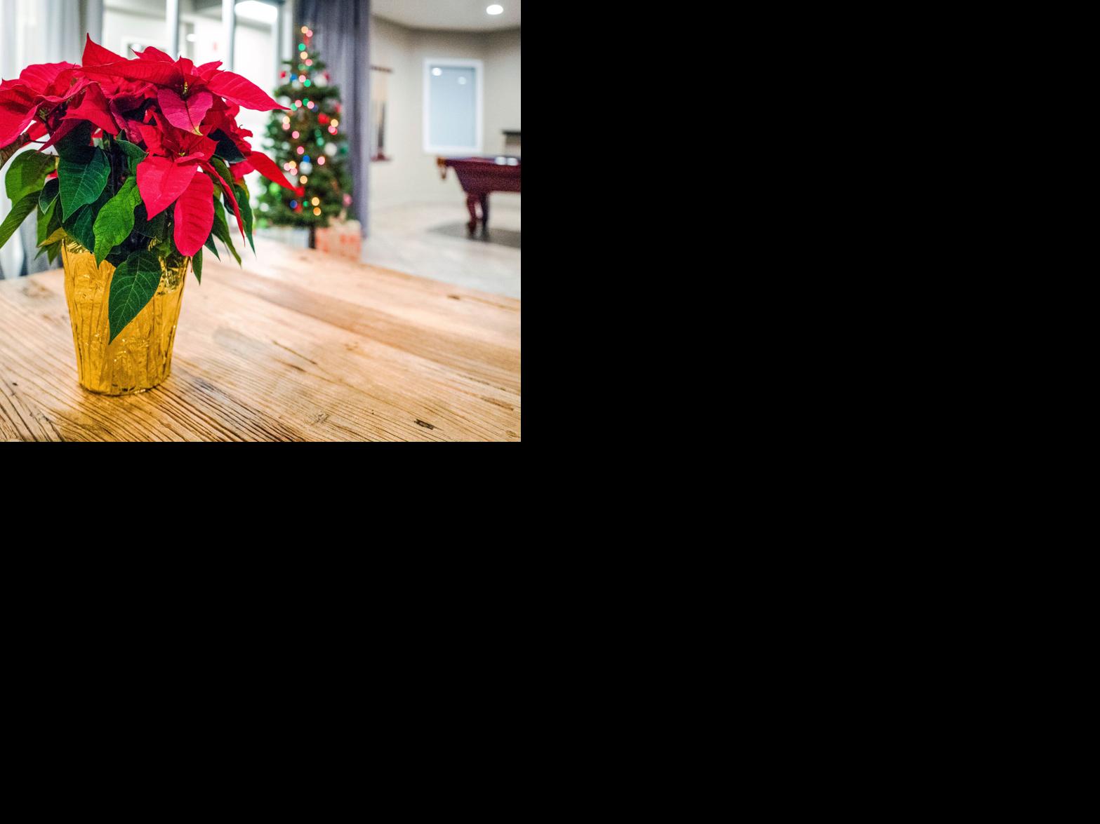 Here are some botany lessons you can learn from poinsettias [Master Gardener column] | Food + Living