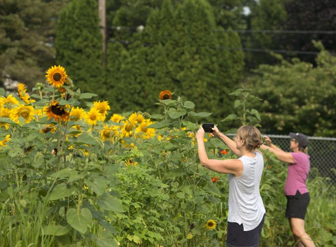 Wheatland Community Sunflower Garden [photos]