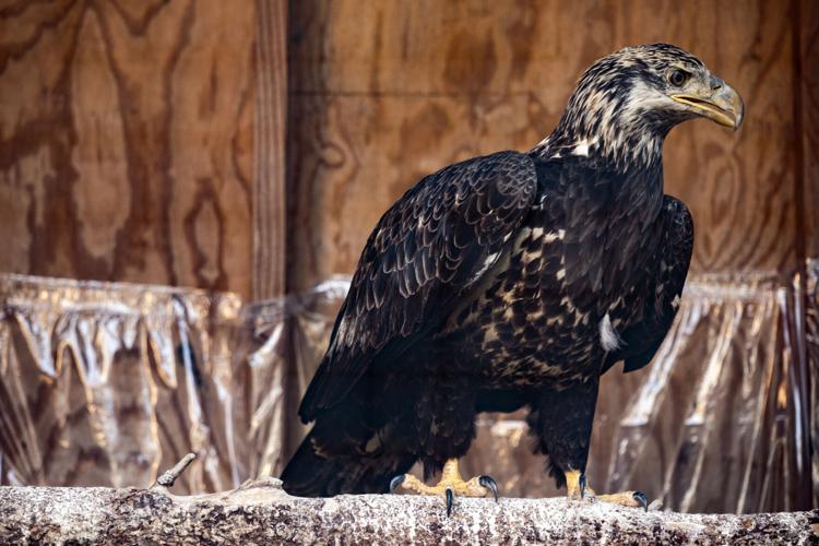 Raven Riger A look around at Raven Ridge Wildlife Center in Lancaster County ...
