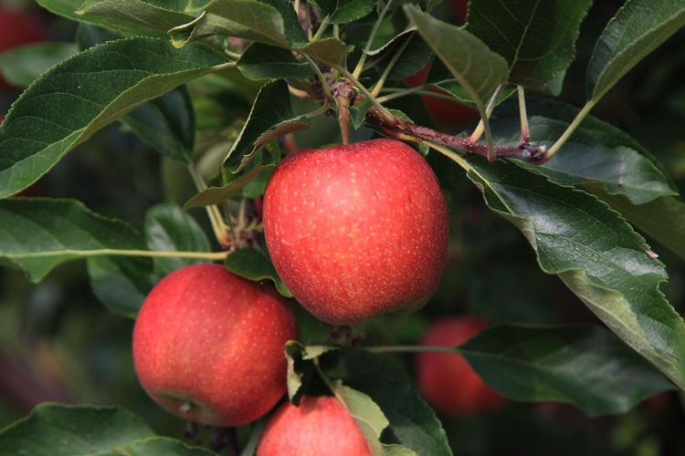 Apple Fruits, varieties, production, seasonality