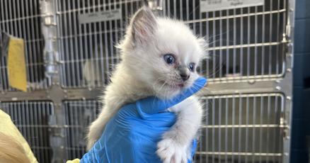 All available cats seized from Lancaster Township home have ...