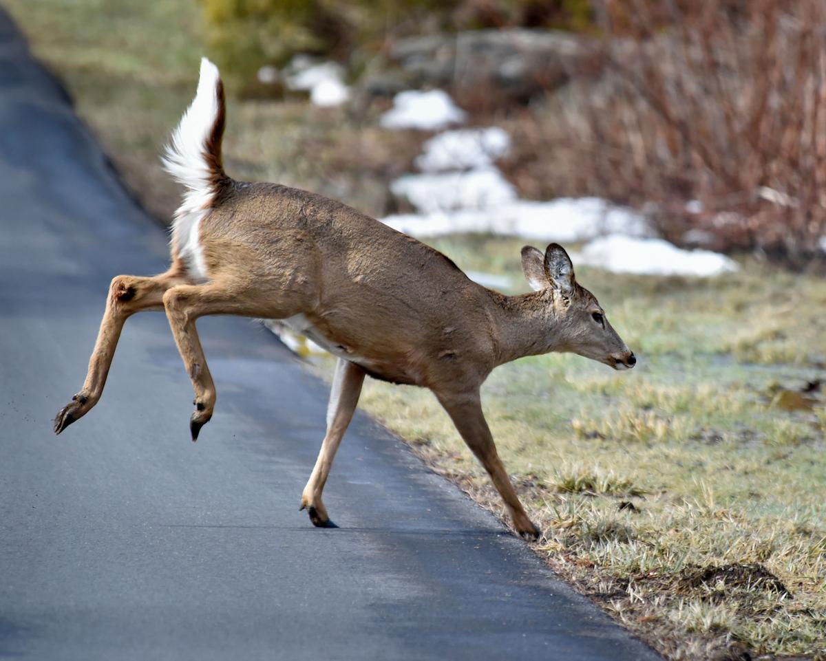 Number Of Deer With Chronic Wasting Disease Harvested In Pennsylvania Hits All Time High Local News Lancasteronline Com