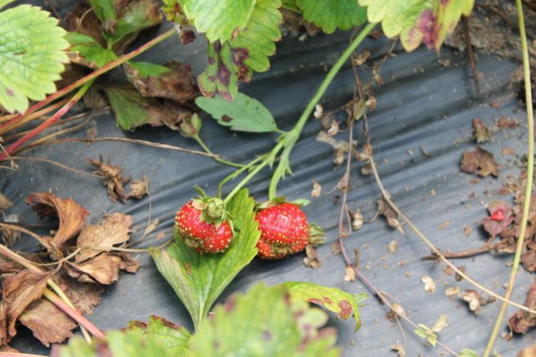 Lancaster Farming Homemade harvester makes strawberry picking 'berry