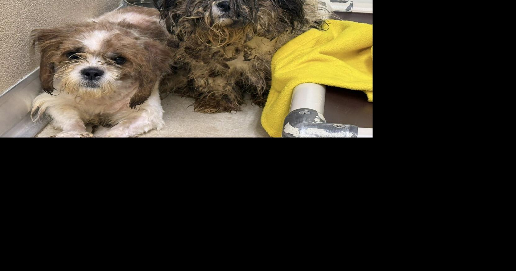 Lancaster County residents: Please adopt pets from rescues and shelters, rather than shopping [editorial]